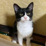 9月21日八千代店に参加する花ねこ千葉の保護猫02