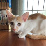 9月21日八千代店に参加する花ねこ千葉の保護猫04