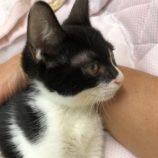 9月21日八千代店に参加する花ねこ千葉の保護猫07