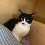 9月21日八千代店に参加する花ねこ千葉の保護猫08