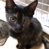 9月21日八千代店に参加する花ねこ千葉の保護猫12