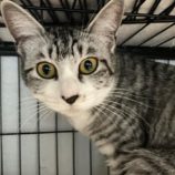 9月21日八千代店に参加する花ねこ千葉の保護猫13