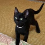 9月21日八千代店に参加する花ねこ千葉の保護猫15