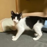 9月21日八千代店に参加する花ねこ千葉の保護猫16