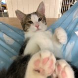 9月21日八千代店に参加する花ねこ千葉の保護猫17