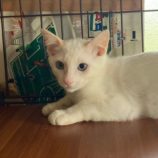 9月21日八千代店に参加する花ねこ千葉の保護猫23