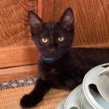 9月21日八千代店に参加する花ねこ千葉の保護猫25