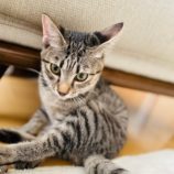 10月6日八千代店に参加する美浜ねこの会の保護猫01