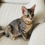 10月6日八千代店に参加する美浜ねこの会の保護猫02