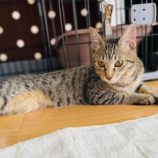 10月6日八千代店に参加する美浜ねこの会の保護猫03