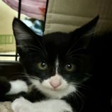 10月6日八千代店に参加する美浜ねこの会の保護猫04