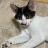 10月6日八千代店に参加する美浜ねこの会の保護猫05