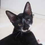 10月6日八千代店に参加する美浜ねこの会の保護猫07