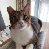 10月6日八千代店に参加する美浜ねこの会の保護猫08