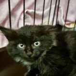 10月6日八千代店に参加する美浜ねこの会の保護猫09