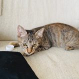 10月6日八千代店に参加する美浜ねこの会の保護猫10