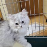 10月6日八千代店に参加する美浜ねこの会の保護猫11