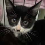 10月6日八千代店に参加する美浜ねこの会の保護猫12