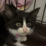 10月6日八千代店に参加する美浜ねこの会の保護猫13