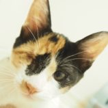 10月6日八千代店に参加する美浜ねこの会の保護猫14