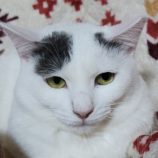 10月6日八千代店に参加する美浜ねこの会の保護猫16