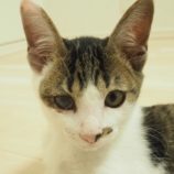 10月6日八千代店に参加する美浜ねこの会の保護猫17