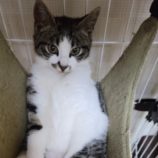 10月6日八千代店に参加する美浜ねこの会の保護猫18