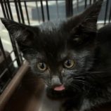 10月6日八千代店に参加する美浜ねこの会の保護猫19