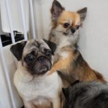 rescue-dog_mizuho100601