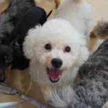 rescue-dog_mizuho100602