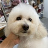 rescue-dog_mizuho100604