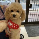 rescue-dog_mizuho100605