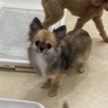 rescue-dog_mizuho100606