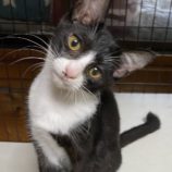 10月13日荒川沖店に参加するホーリーキャットの保護猫01