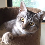 10月13日荒川沖店に参加するホーリーキャットの保護猫02