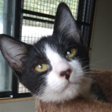 10月13日荒川沖店に参加するホーリーキャットの保護猫03