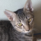 10月13日荒川沖店に参加するホーリーキャットの保護猫05