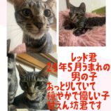 10月13日荒川沖店に参加するホーリーキャットの保護猫07