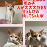 10月13日荒川沖店に参加するホーリーキャットの保護猫08