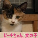 10月13日荒川沖店に参加するホーリーキャットの保護猫09