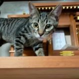 10月13日荒川沖店に参加するホーリーキャットの保護猫10