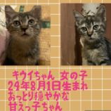 10月13日荒川沖店に参加するホーリーキャットの保護猫11