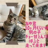 10月13日荒川沖店に参加するホーリーキャットの保護猫12