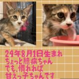 10月13日荒川沖店に参加するホーリーキャットの保護猫13
