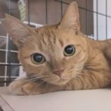 10月20日荒川沖店に参加する茨城さくらねこの会の保護猫01