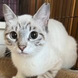 10月20日荒川沖店に参加する茨城さくらねこの会の保護猫02