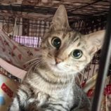 10月20日荒川沖店に参加する茨城さくらねこの会の保護猫04