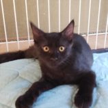 10月20日荒川沖店に参加する茨城さくらねこの会の保護猫05