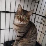 10月20日荒川沖店に参加する茨城さくらねこの会の保護猫08