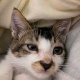 10月27日荒川沖店に参加する犬猫物語の保護猫01